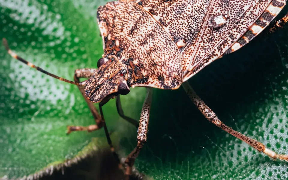 Stink Bug — Pest Control
