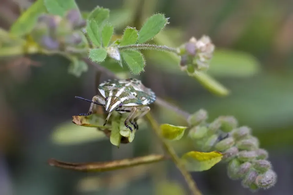 Stink Bug — Outdoor